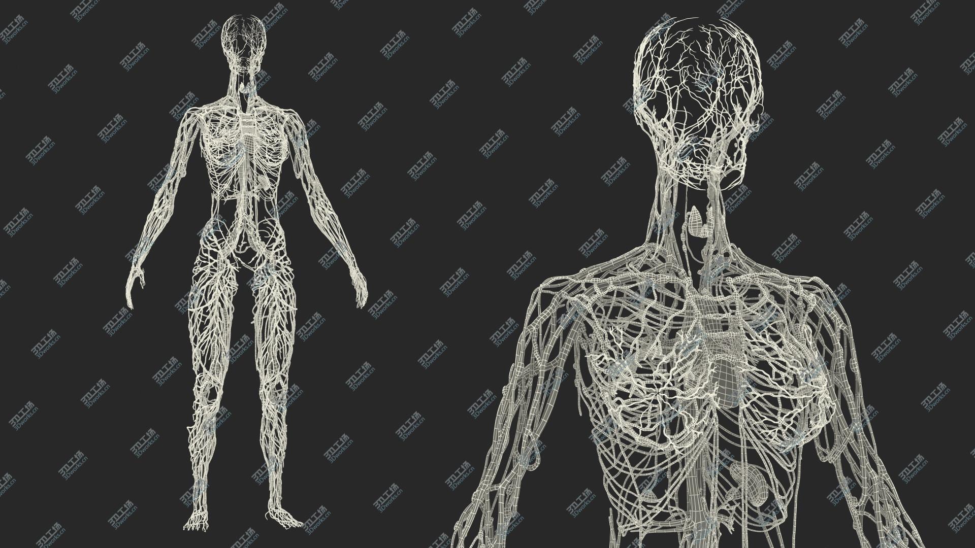 images/goods_img/202104091/3D Female Circulatory and Lymphatic System Anatomy/3.jpg